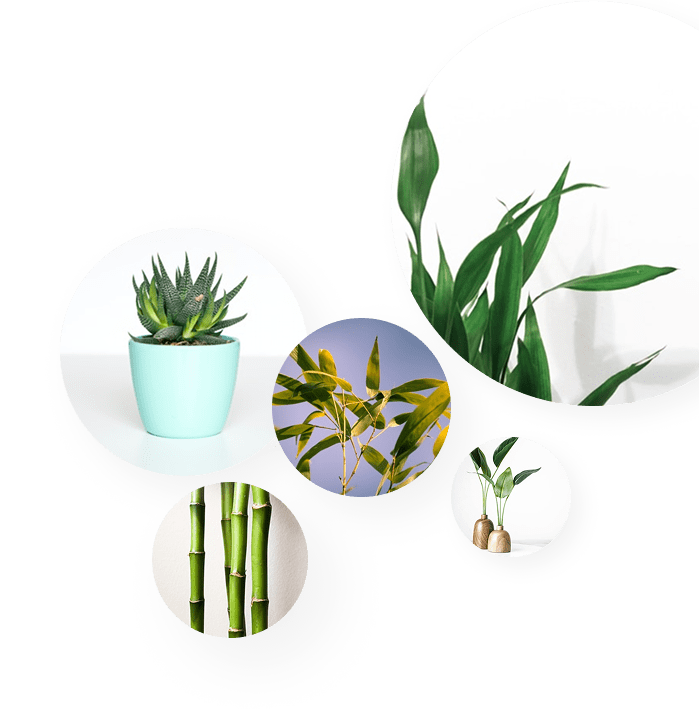 App 4 plant identifier and care guide - App